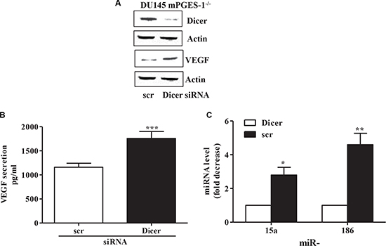 miRNA and VEGF expression/production in Dicer silenced mPGES-1-/- cells.