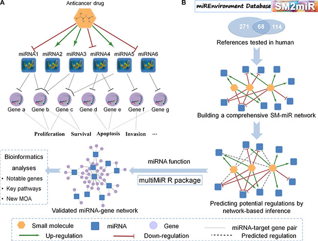 General diagrams of the SMiR-NBI model for miRNA-mediating cancer pharmacogenomic studies.