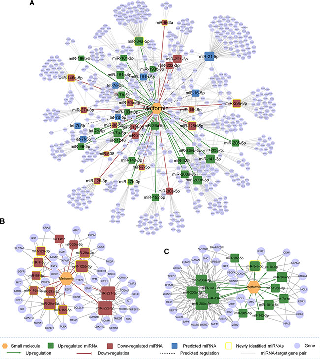 The discovered metformin-miRNA-target gene regulatory network.