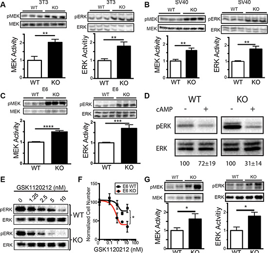 Loss of sAC activity leads to MAPK pathway activation.