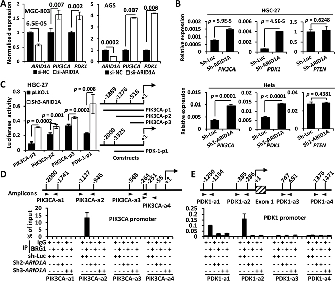 ARID1A negatively regulates PIK3CA and PDK1 transcription by binding to their promoters.
