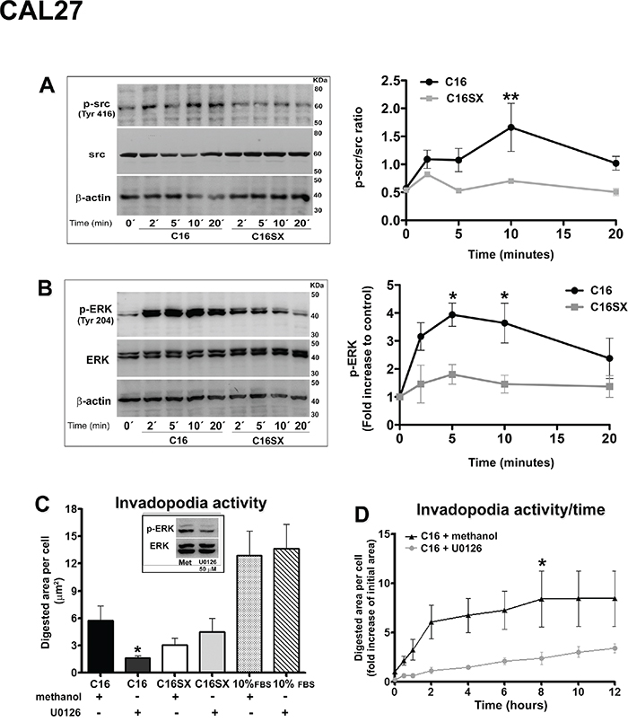 Src and ERK signaling pathways may be involved in C16-induced effects in CAL27 cells.