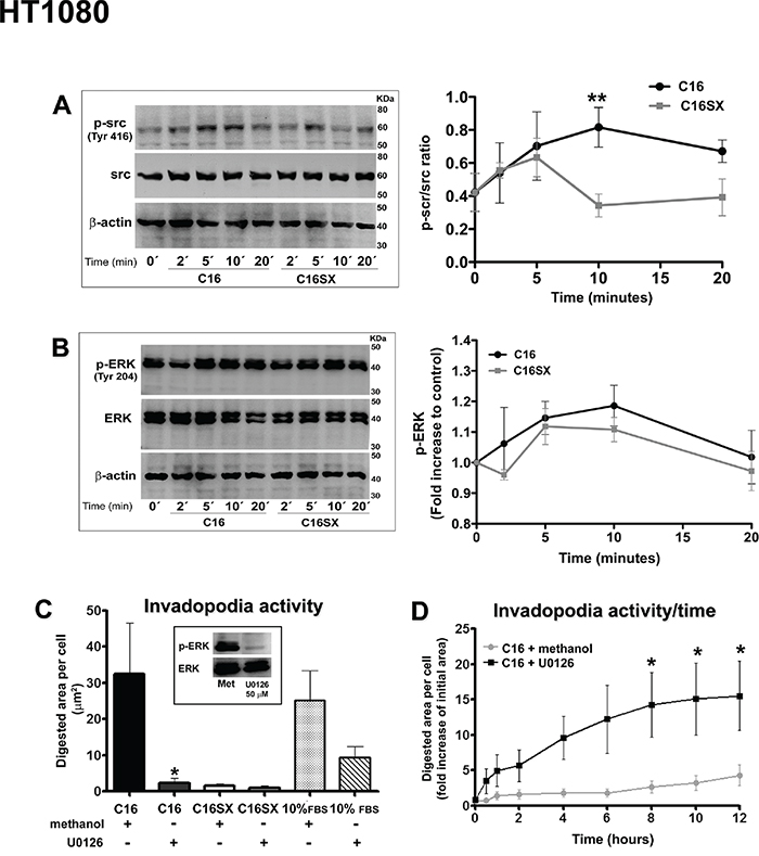 Src and ERK signaling pathways may be involved in C16-induced effects in HT1080 cells.