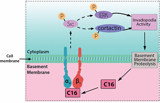 Diagram showing cellular events related to invadopodia formation stimulated by laminin peptide C16.