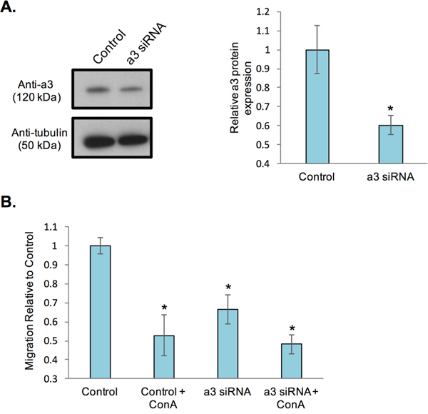 siRNA-mediated knockdown of subunit a3 in breast cancer cells reduces in vitro migration.