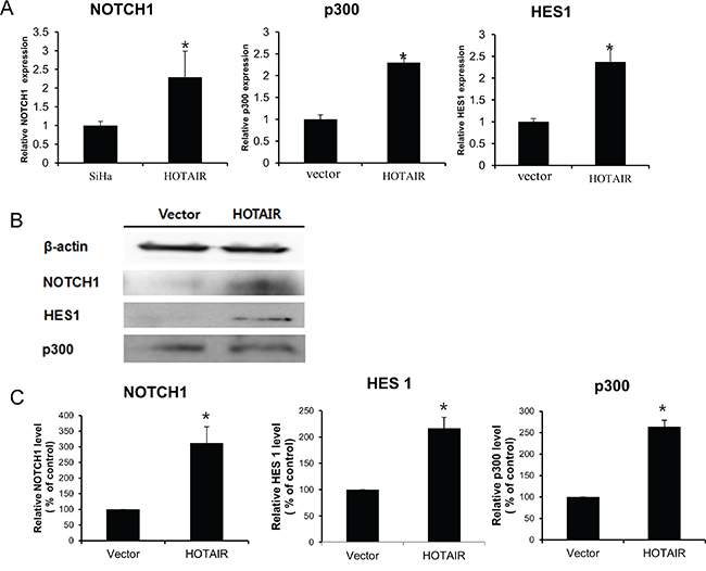 HOTAIR regulates the Notch signalling pathway.