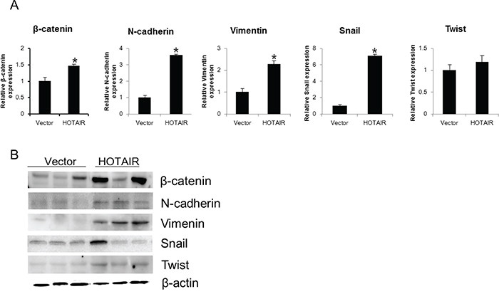HOTAIR overexpression promotes EMT-related gene expression in xenografts.