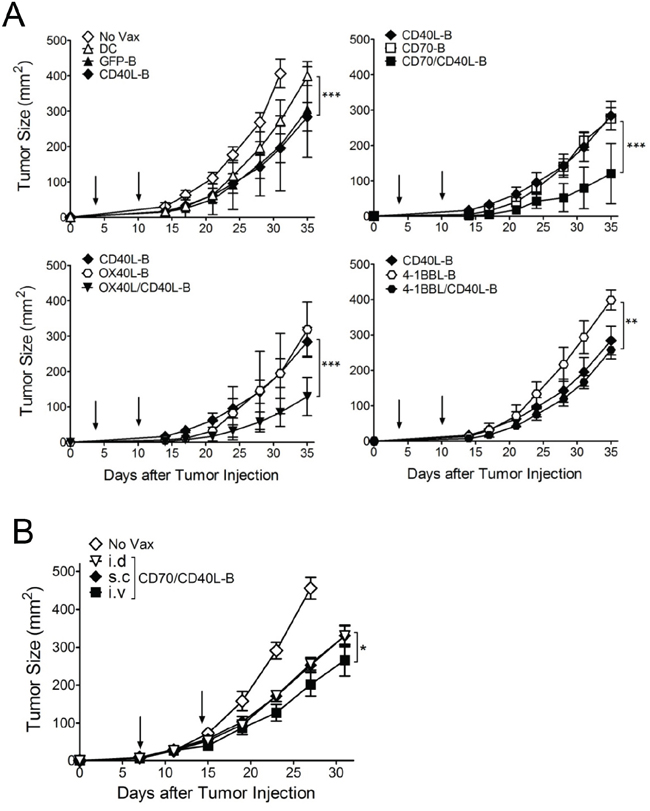 Therapeutic antitumor effects of antigen-loaded B-cells expressing costimulatory ligands against established B16 melanoma.
