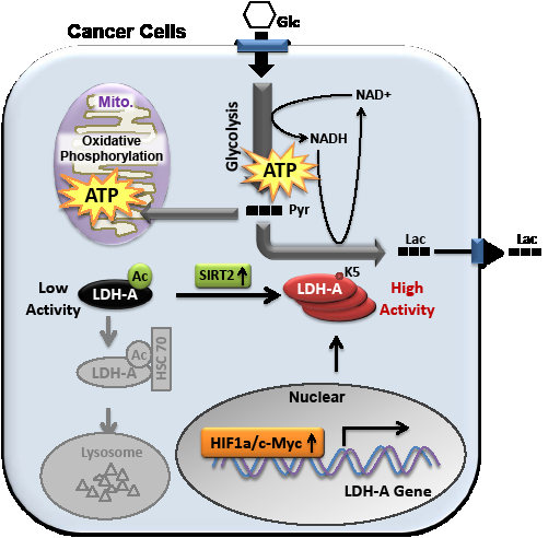 Acetylation at K5 inhibits LDH-A enzyme activity and promotes its lysosomal degradation. SIRT2 deacetylates LDH-A and increases its activity and protein level. The transcription of LDH-A is stimulated by Myc and HIF in some cancer types. Glc, glucose; Pyr, pyruvate; Lac, lactate; Ac, acetylation; Mito., mitochondria.