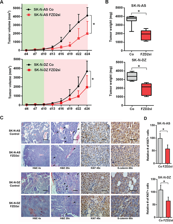 FZD-2 knockdown reduces growth of SK-N-AS and SK-N-DZ xenografts.