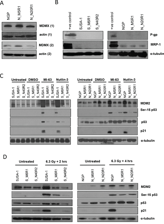 Investigating potential markers of resistance to MDM2-p53 binding antagonists.