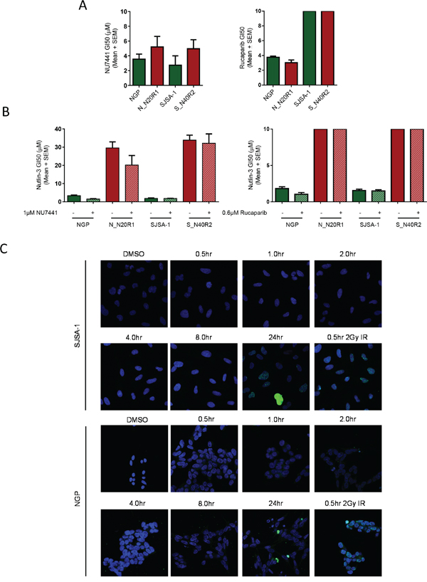 Inhibition of DNA-PK and PARP-1 do not influence the sensitivity of either the parental or their resistant counterparts to Nutlin-3.