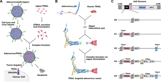 Diagrams of pIX-zipper-TRAIL configuration and Ad vector genomes depicting tumor targeting strategy.