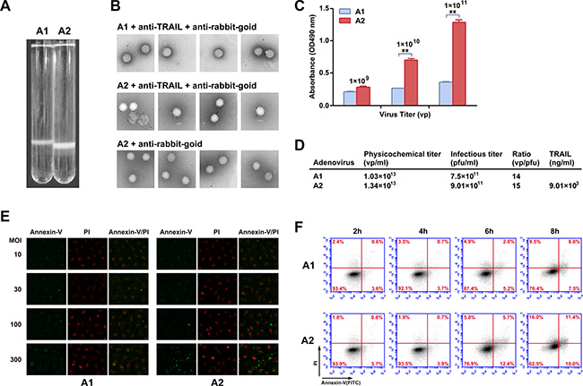 Chemical property analysis and biological activity of recombinant Ad vectors.