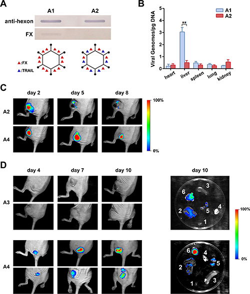 Analysis of FX binding with recombinant Ads and bioluminescent imaging of mice infected with RFP-expressing Ad containing a capsid-chained TRAIL protein.