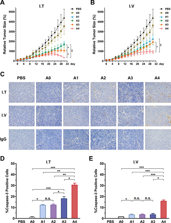 Anti-tumoral activity of Ads using different injection routes in vivo, and the detection of caspase-3 activation in tumor tissues treated with recombinant Ads by two routes in ZR-75-30 tumor-bearing mice.