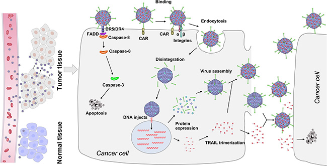 Schematic representation of mechanism of action of capsid-modified recombinant oncolytic Ads for cancer treatment.