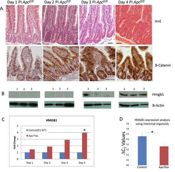 Accumulation of intestinal Hmgb1 following the loss of Apc.