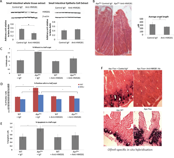 Characterisation of Wnt activated intestine following neutralising HMGB1-antibody treatment.