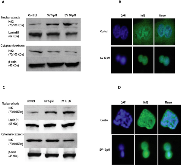 Effect of simvastatin on nuclear translocation of Nrf2.