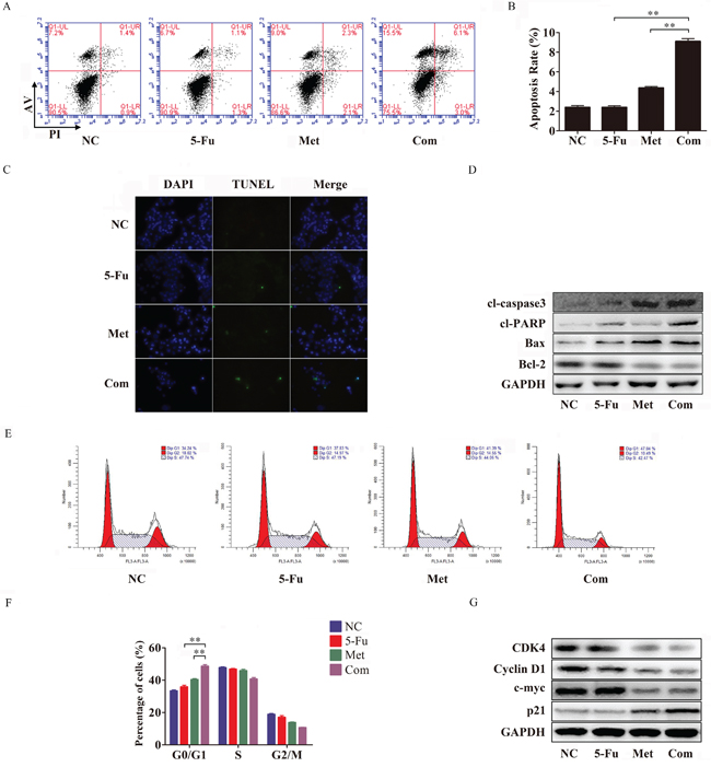 Metformin promotes apoptosis and arrests cell cycle progression in combination with 5-Fu in Bel/Fu cells.