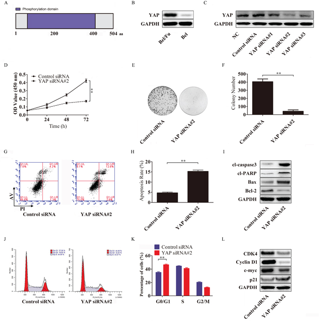 YAP knockdown resensitizes Bel/Fu cells to 5-Fu in Bel/Fu cells.