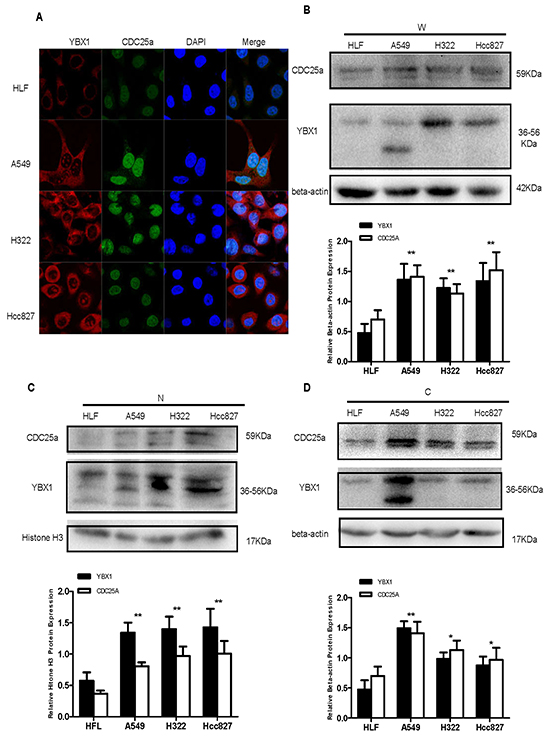CDC25a and YBX1 were highly expressed in lung adenocarcinoma cell lines.