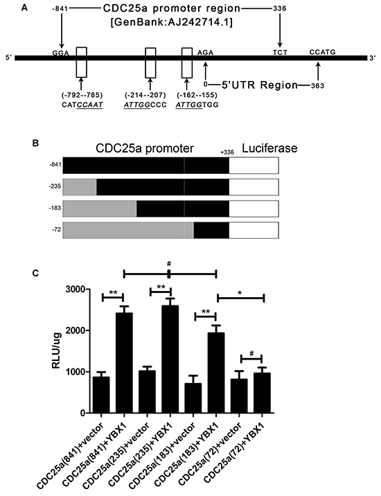 YBX1 bound to CDC25a promoter region and positively regulated its transcriptional activation in lung adenocarcinoma cells.