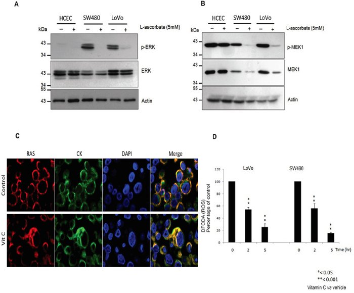 Vitamin C hampers the EGFR/MAPK signaling pathway through KRAS detachment from the cell plasma membrane.