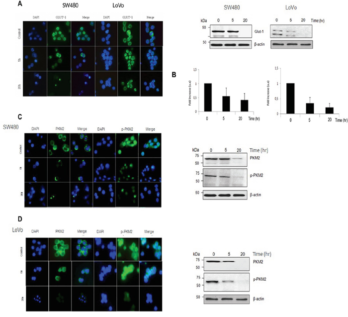 Vitamin C impairs the Warburg effect in KRAS mutant cells through downregulation of GLUT-1 and PKM2.