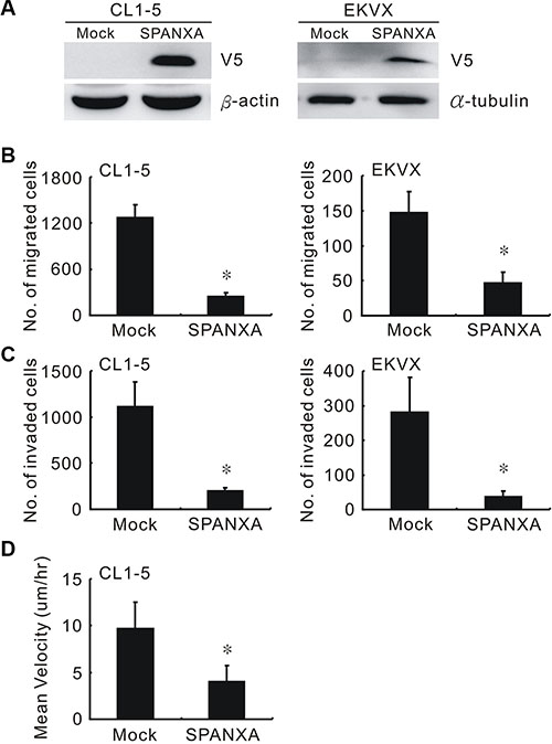 SPANXA suppresses cell migration and invasion.