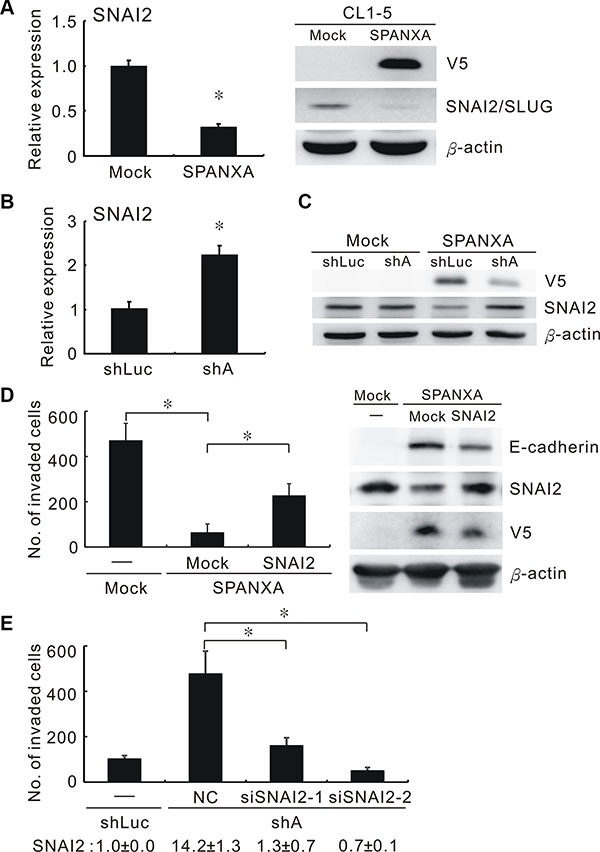SPANXA represses cell invasion through deregulating SNAI2.