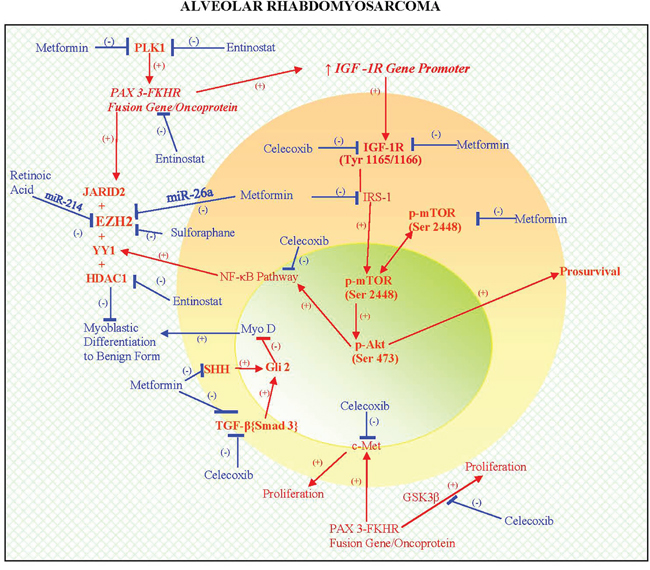 A schematic depicting the biology of PAX3-FKHR (FOXO1) subtype of ARMS that integrates genomics and proteomics in a pathogenetic sequence, resulting in a dedifferentiated state and promoting proliferation (see ).