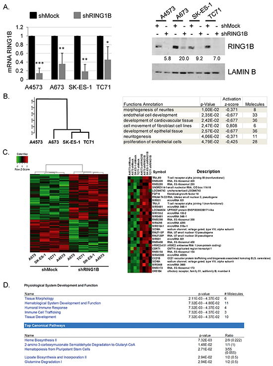 Characterization of the transcriptome in RING1B-depleted ES cells.