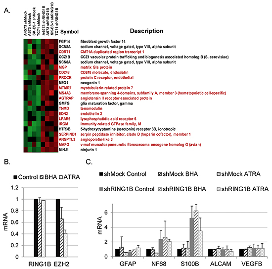 RING1B depletion does not result in global alterations of developmental transcription programs in ES cells.