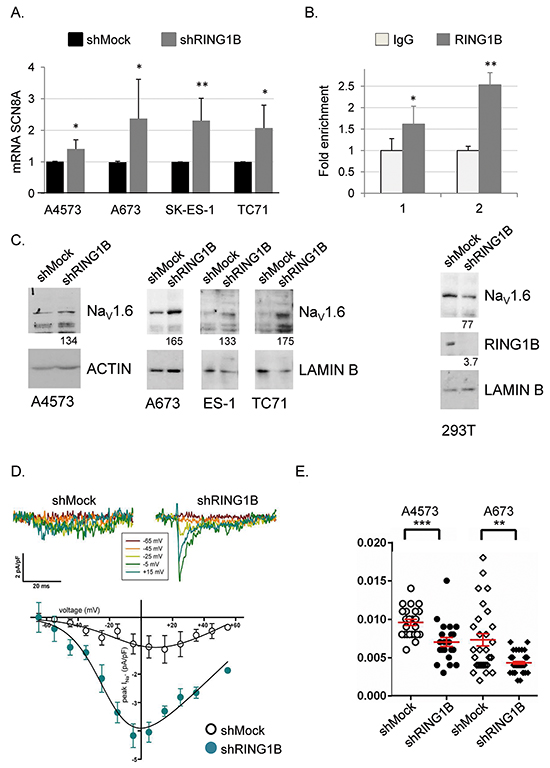 RING1B represses the NaV1.6 channel in ES cells.