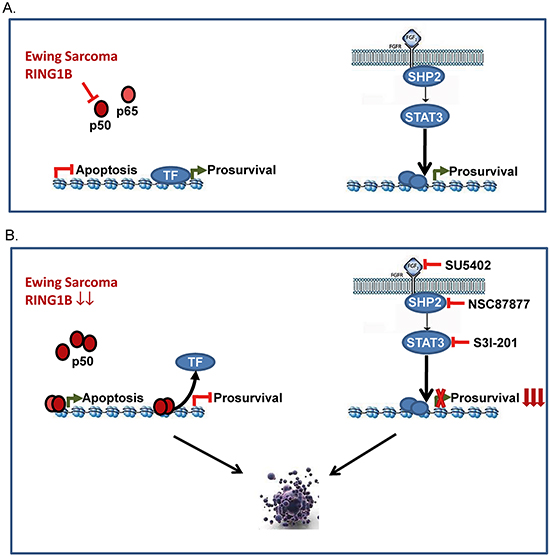 Proposed model for RING1B-dependent antiapoptotic function in ES.