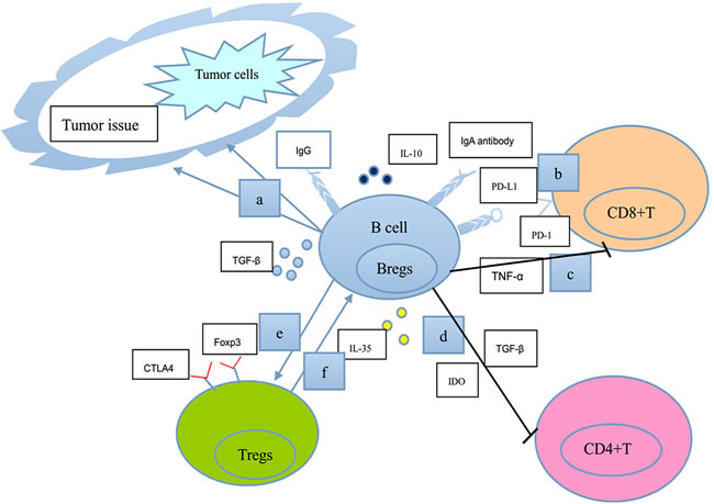 A schematic model shows our current understanding of the negative functions of B lymphocytes in tumor immunity.