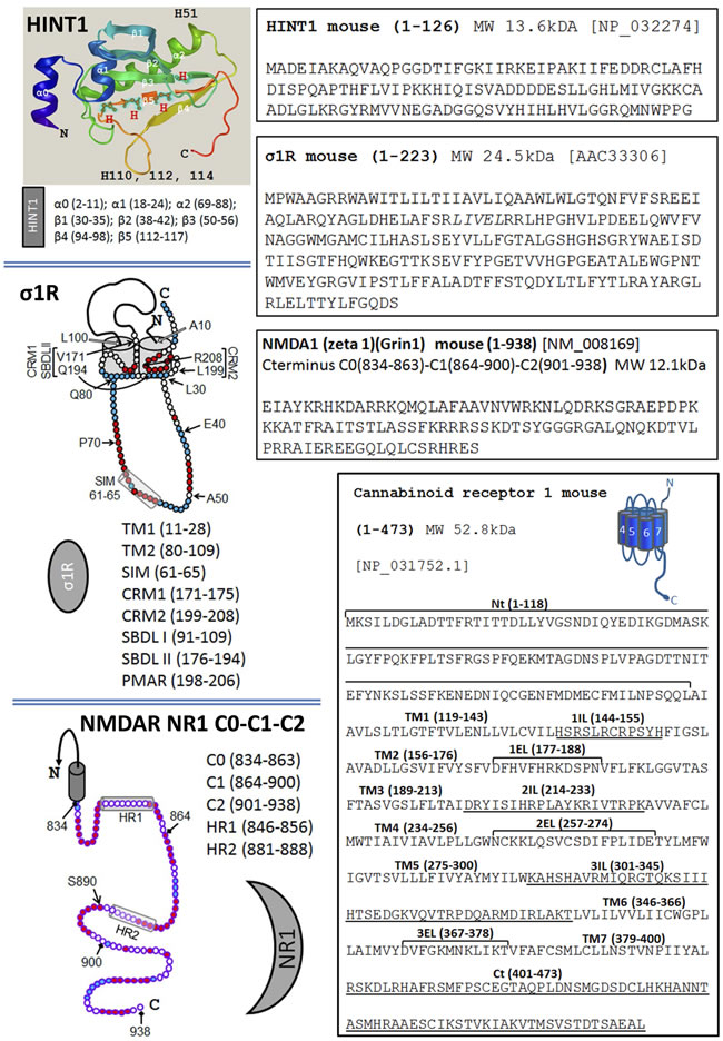 The sequence of HINT1, &#x3c3;1R, the C terminal of the NMDAR NR1 subunit and the CB1 receptor.