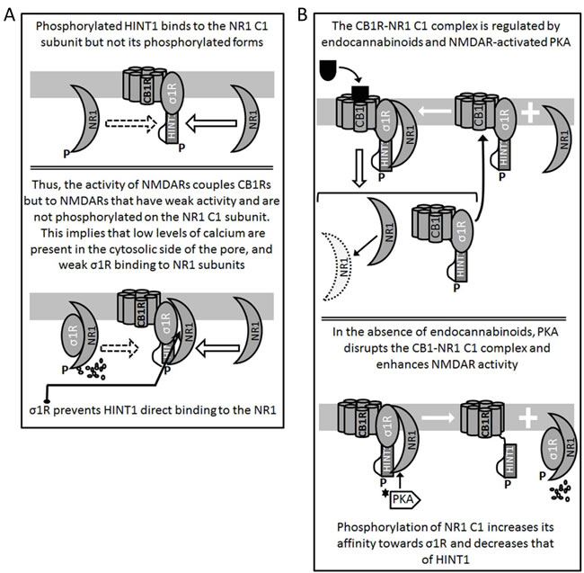 Formation and regulation of the CB1R-NMDAR complex.