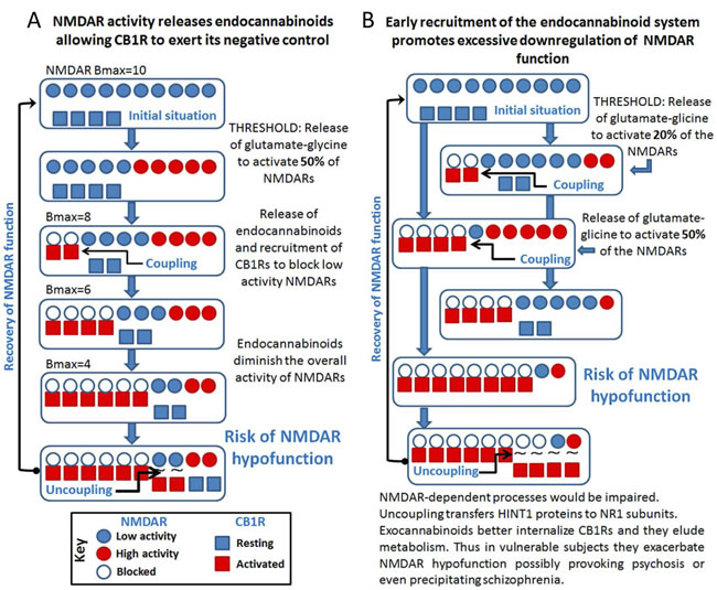 Cross-regulation between excitatory glutamate NMDAR signaling and the endocannabinoid system: Implications in psychosis and schizophrenia.
