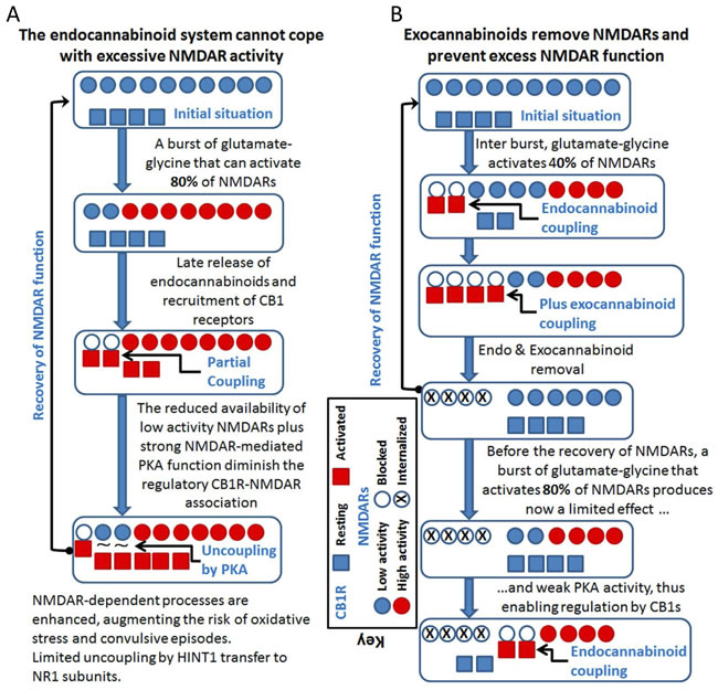 Cannabinoids can prevent the overactivation of glutamate NMDARs and reduce the incidence of convulsive episodes.