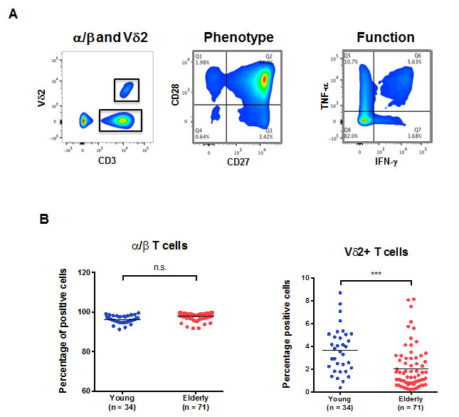 &#x3b1;/&#x3b2; and V&#x3b4;2+ T cells in aging.