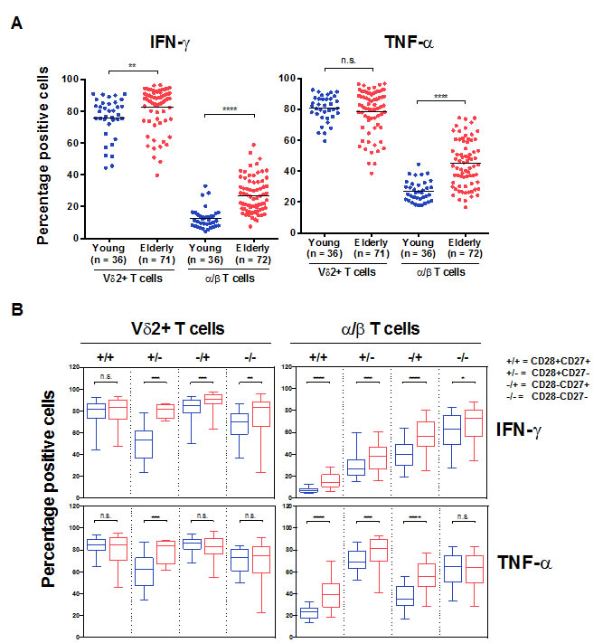 V&#x3b4;2+ versus &#x3b1;/&#x3b2; T cells functional capacity in aging.