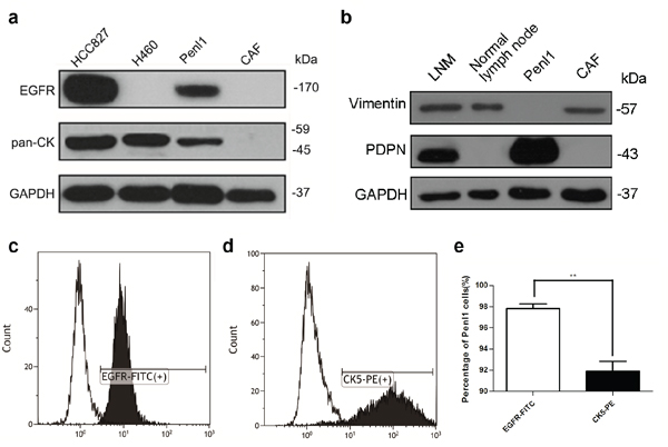 Protein expression and purity of Penl1 cells.