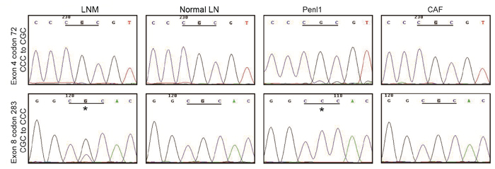 Two TP53 mutations in Penl1 cells.