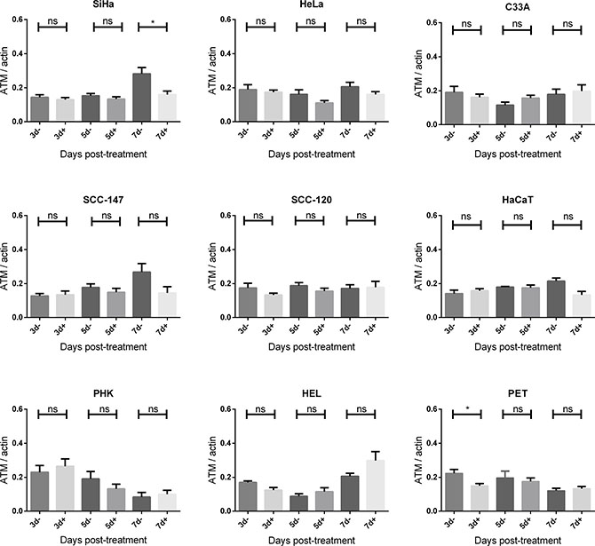 ATM protein expression after CDV exposure.