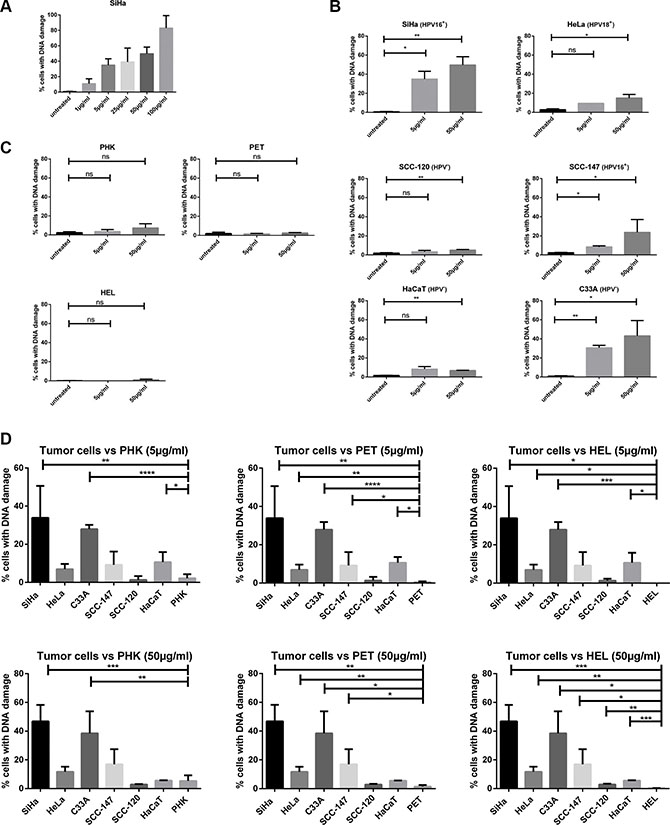 DNA damage induced by CDV by means of &#x03B3;-H2AX analysis.