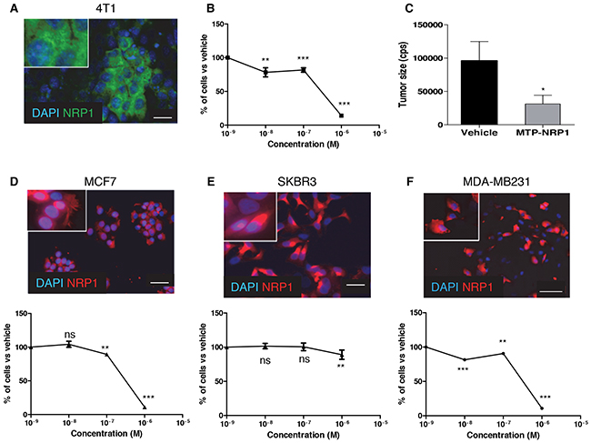 MTP-NRP1 inhibits breast tumor cell proliferation.