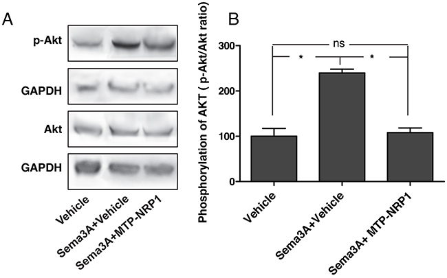 MTP-NRP1 inhibits Sema3A-induced phospho-AKT.